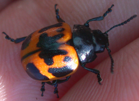 Swamp Milkweed Leaf Beetle